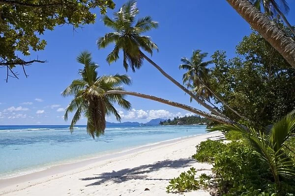 Coconut palms -Cocos nucifera- on the beach of Anse La Passe, Silhouette Island, Seychelles, Africa, Indian Ocean