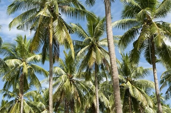 Coconut Palms -Cocos nucifera- on a plantation, coconut cultivation, Khao Lak, Phang Nga Province, Thailand