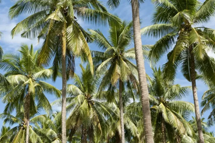 Framed Print : Coconut Palms -Cocos nucifera- on a plantation, coconut cultivation, Khao Lak, Phang Nga Province, Thailand Framed Print : Coconut Palms -Cocos nucifera- on a plantation, coconut cultivation, Khao Lak, Phang Nga Province, Thailand