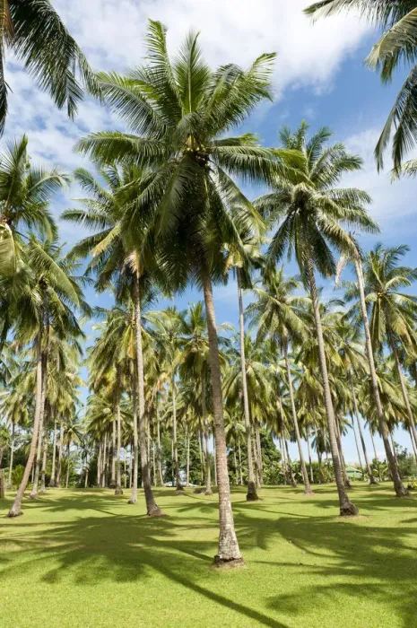 Framed Print : Coconut Palms -Cocos nucifera- on a plantation, coconut cultivation, Khao Lak, Phang Nga Province, Thailand Framed Print : Coconut Palms -Cocos nucifera- on a plantation, coconut cultivation, Khao Lak, Phang Nga Province, Thailand