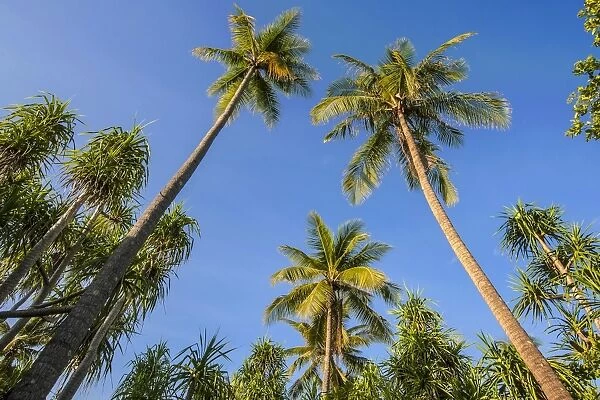 Coconut Palms -Cocos nucifera- and Screwpines -Pandanus tectorius-, Sulawesi, Indonesia