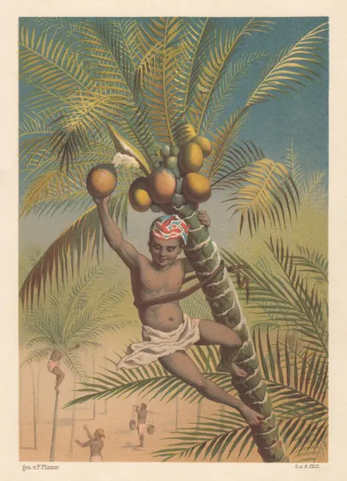 Framed Print : Coconut picker, litthograph, published in 1883 Framed Print : Coconut picker, litthograph, published in 1883
