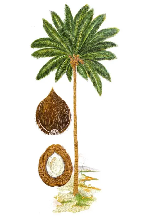 Framed Print : The coconut tree (Cocos nucifera) Framed Print : The coconut tree (Cocos nucifera)