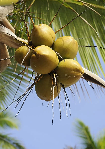 Coconuts on a coconut palm -Cocos nucifera-, Dominican Republic, Caribbean