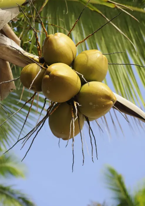 Framed Print : Coconuts on a coconut palm -Cocos nucifera-, Dominican Republic, Caribbean Framed Print : Coconuts on a coconut palm -Cocos nucifera-, Dominican Republic, Caribbean