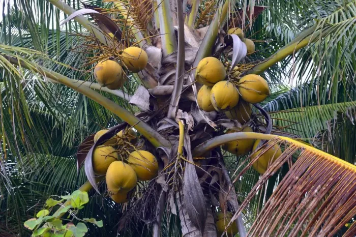 Framed Print : Coconuts on a Coconut Palm -Cocos nucifera-, Lovina, North Bali, Bali, Indonesia Framed Print : Coconuts on a Coconut Palm -Cocos nucifera-, Lovina, North Bali, Bali, Indonesia