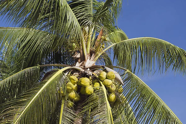 Coconuts on a coconut palm -Cocos nucifera-, Mae Nam Beach, Ko Samui, Thailand