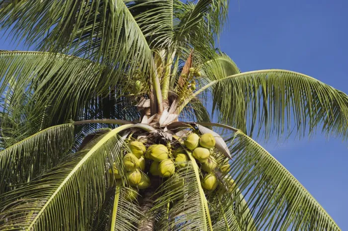 Framed Print : Coconuts on a coconut palm -Cocos nucifera-, Mae Nam Beach, Ko Samui, Thailand Framed Print : Coconuts on a coconut palm -Cocos nucifera-, Mae Nam Beach, Ko Samui, Thailand