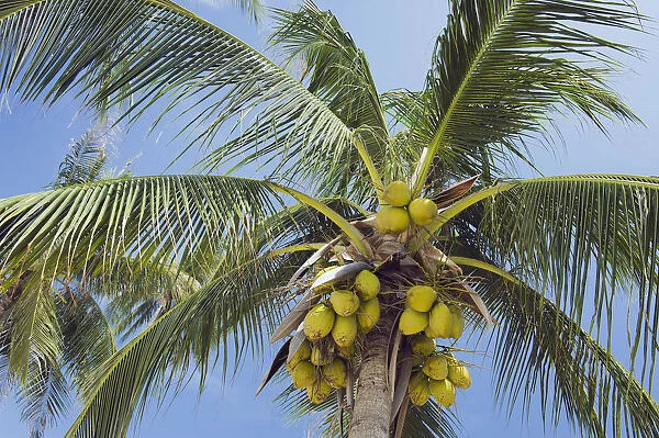 Coconuts on a Coconut Palm -Cocos nucifera-, Chaweng Beach, Ko Samui, Thailand