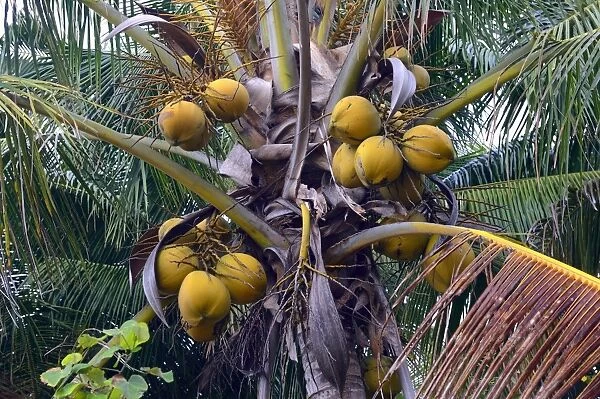 Coconuts on a Coconut Palm -Cocos nucifera-, Lovina, North Bali, Bali, Indonesia