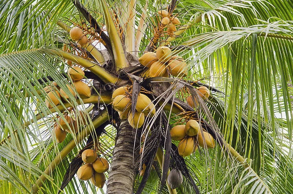 Coconuts on a coconut palm -Cocos nucifera-, Ubud, Bali, Indonesia