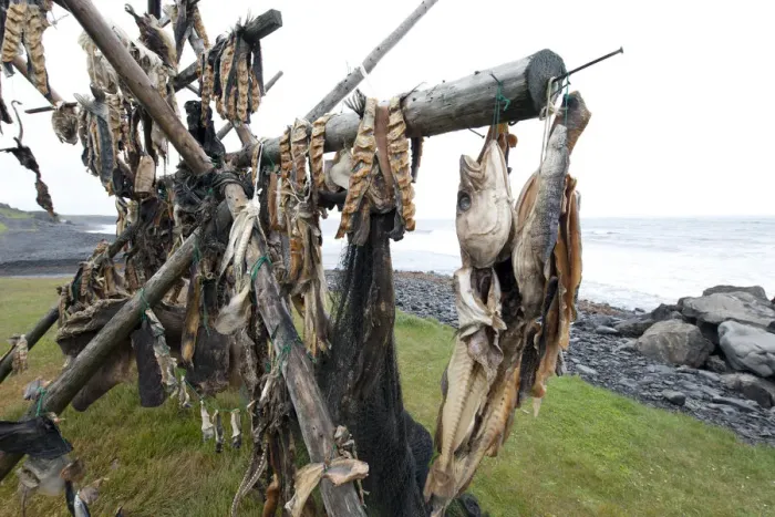 Framed Print : Cod on a drying rack, Iceland, Europe