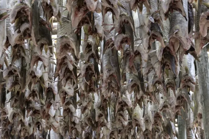 Framed Print : Cod drying on racks in Lofoten, Norway Framed Print : Cod drying on racks in Lofoten, Norway