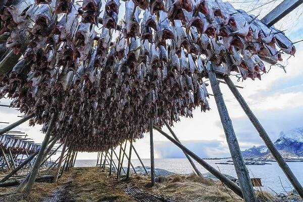 Cod drying on racks in Norway
