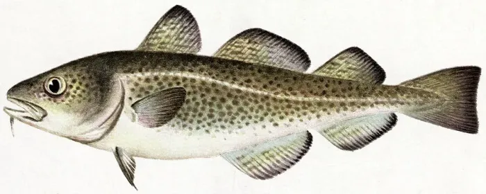 Framed Print : Cod Fish. (Original Caption). Cod (Gadus Morrhua Linnaeus) Framed Print : Cod Fish. (Original Caption). Cod (Gadus Morrhua Linnaeus)