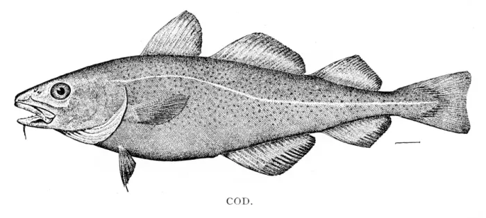 Framed Print : Cod fish engraving 1898 Framed Print : Cod fish engraving 1898
