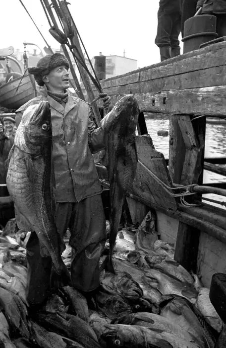Framed Print : Codfish Haul Framed Print : Codfish Haul
