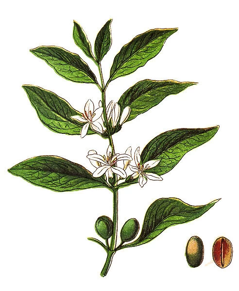 Coffea arabica, also known as the, coffee shrub of Arabia, mountain coffee, or arabica