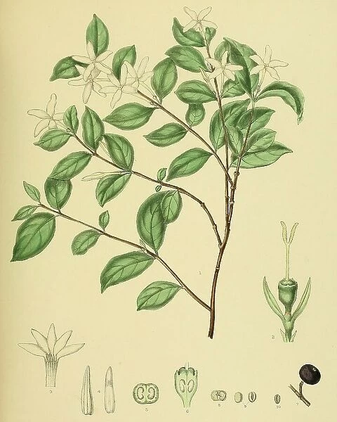 (Coffea) travancorensis, native to Southeast Asia, Sri Lanka, digitally restored historical colour print from 1893