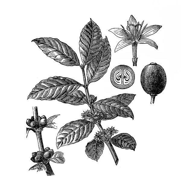 Coffee. Antique illustration of a coffee plant