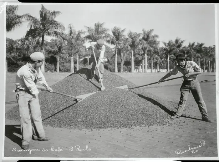 Framed Print : Coffee Bean Harvesters Shoveling Product