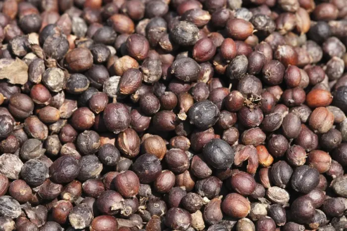 Framed Print : Coffee beans laid out to dry, Kerala, India, South Asia, Asia Framed Print : Coffee beans laid out to dry, Kerala, India, South Asia, Asia