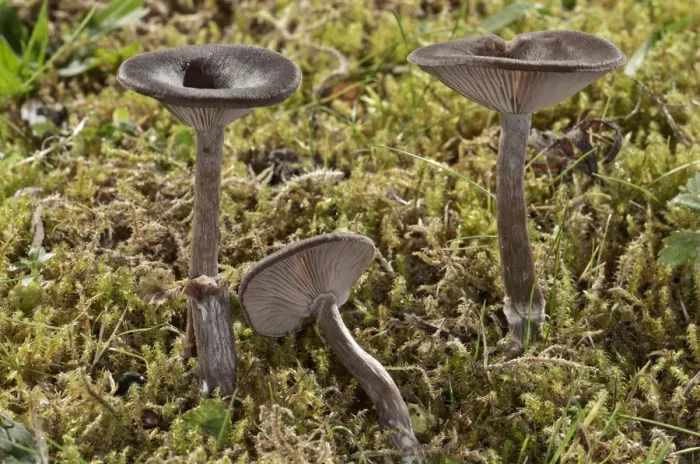 Framed Print : Coffee-brown Goblet Funnel Cap -Pseudoclitocybe cyathiformis-, Untergroningen, Abtsgmuend, Baden-Wurttemberg, Germany Framed Print : Coffee-brown Goblet Funnel Cap -Pseudoclitocybe cyathiformis-, Untergroningen, Abtsgmuend, Baden-Wurttemberg, Germany