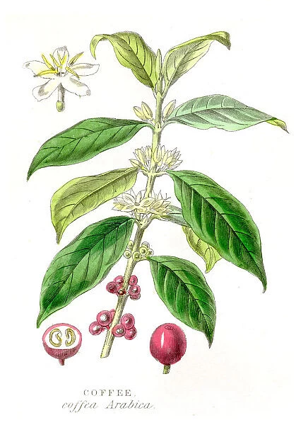 Coffee crop botanical engraving 1857