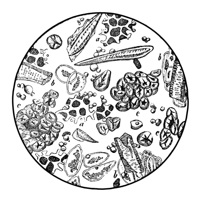 Framed Print : Coffee under microscope Framed Print : Coffee under microscope