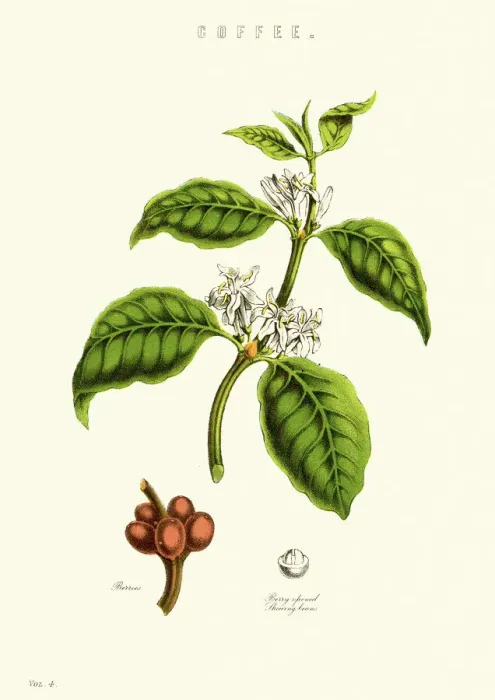 Framed Print : Coffee Plant Framed Print : Coffee Plant