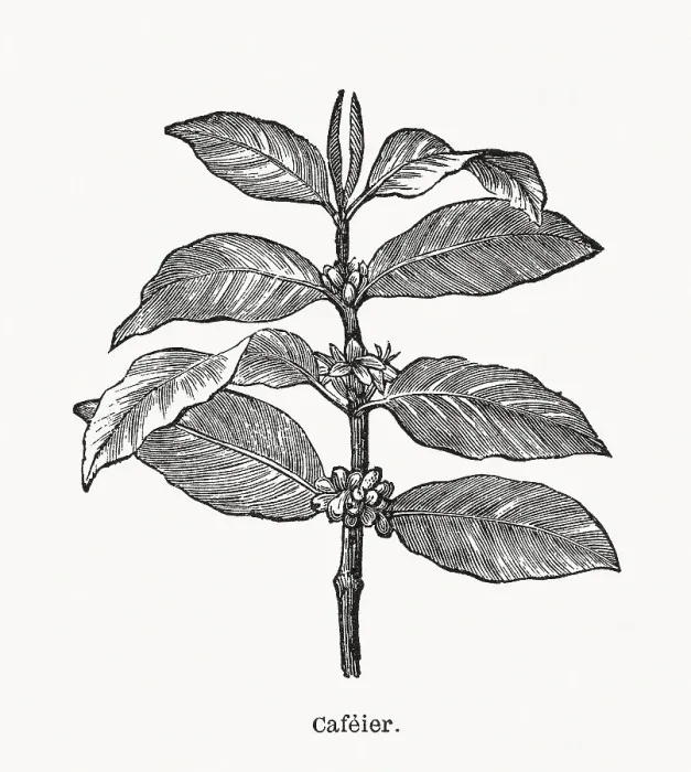 Framed Print : Coffee plant with fruits, wood engraving, published in 1898 Framed Print : Coffee plant with fruits, wood engraving, published in 1898