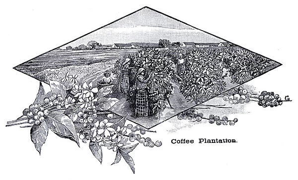 Coffee plantation engraving 1896
