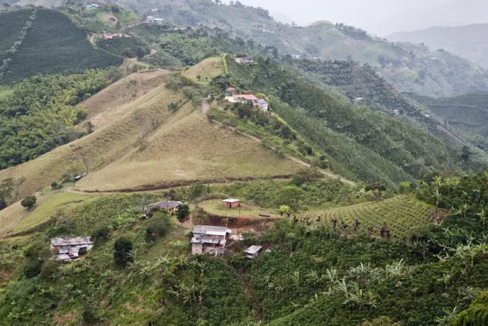 Framed Print : Coffee plantations in hilly landscape Framed Print : Coffee plantations in hilly landscape
