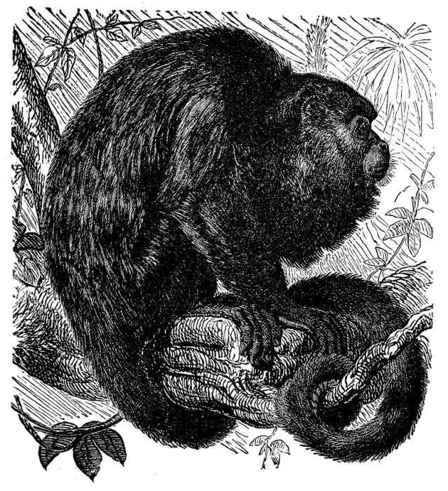 Framed Print : Coiba Island howler (Alouatta coibensis) Framed Print : Coiba Island howler (Alouatta coibensis)