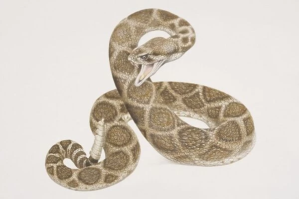 Coiling patterned Rattlesnake (crotalus sp. ) poised to attack with open mouth