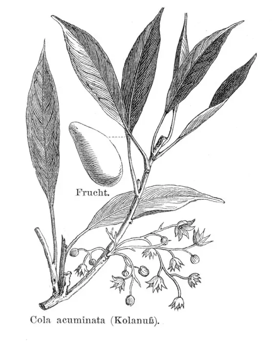 Framed Print : Cola acuminata engraving 1895 Framed Print : Cola acuminata engraving 1895