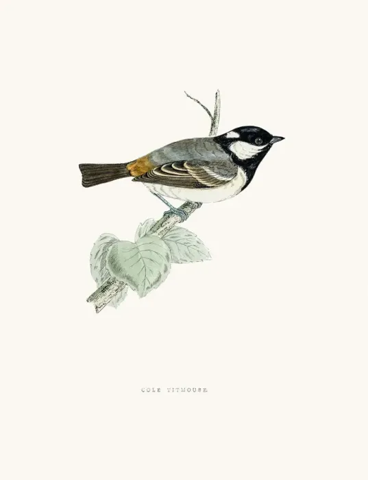 Framed Print : Cole Titmouse Framed Print : Cole Titmouse
