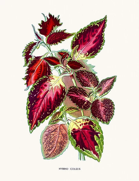 coleus. Photo of an original Fine Lithograph from the Favourite Flowers