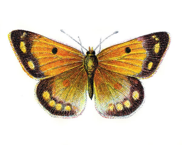 Colias Edusa, Clouded Yellow Butterfly