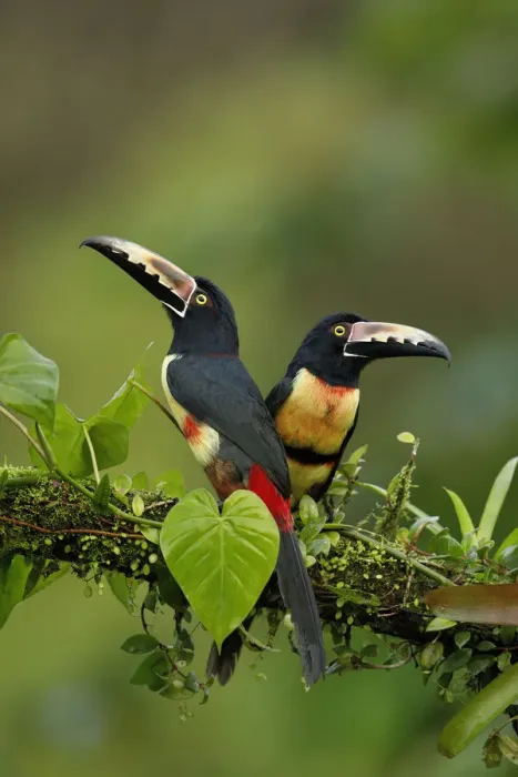 Framed Print : Collared Aracari