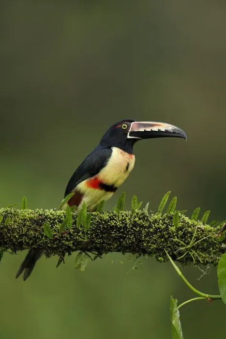 Framed Print : Collared Aracari Framed Print : Collared Aracari