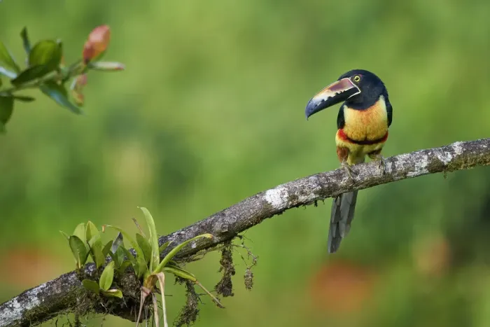 Framed Print : Collared Aracari Framed Print : Collared Aracari