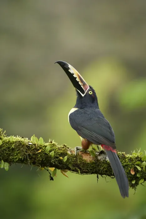 Framed Print : Collared Aracari Framed Print : Collared Aracari