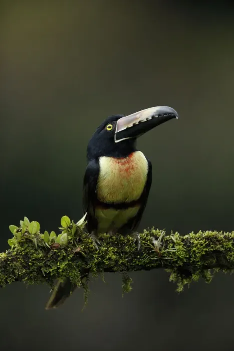 Framed Print : Collared Aracari