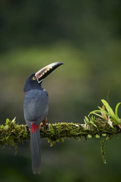 Framed Print : Collared Aracari Framed Print : Collared Aracari