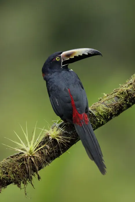 Framed Print : Collared Aracari Framed Print : Collared Aracari