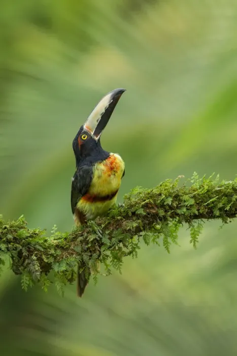 Framed Print : Collared Aracari