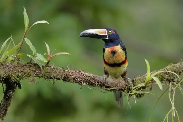 Framed Print : Collared Aracari Framed Print : Collared Aracari