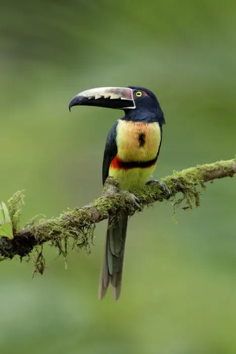 Framed Print : Collared Aracari Framed Print : Collared Aracari