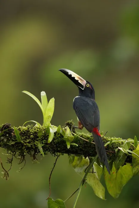 Framed Print : Collared Aracari Framed Print : Collared Aracari